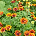 Zinnia elegans 'Zowie'